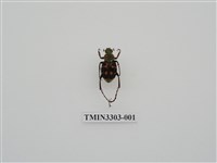 藏品(黃肩長腳花金龜)的圖片